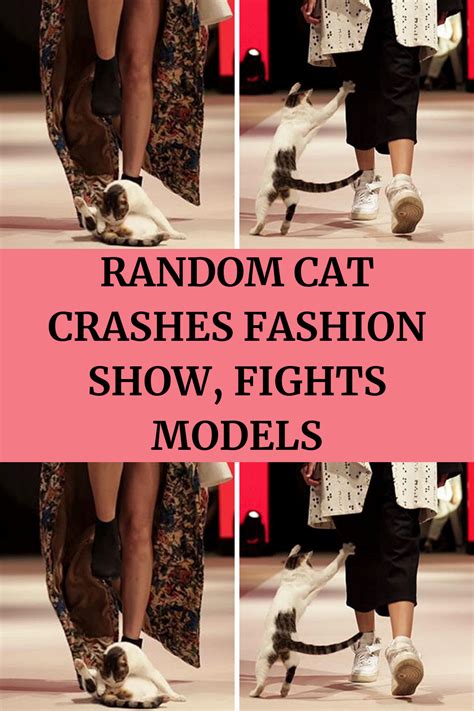 cat crashes fashion show dior|Cat makes an appearance on a fashion catwalk and steals the show.